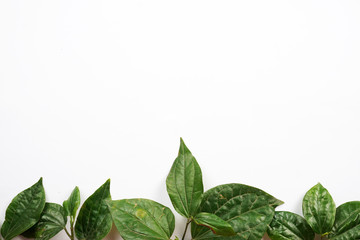 green leaves isolated on white background