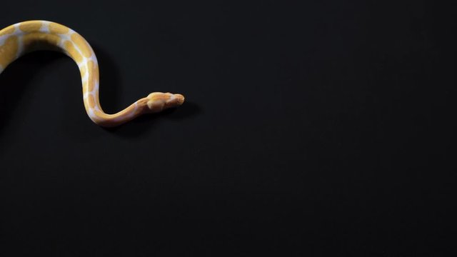 Albino python crawling from the left to right
