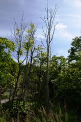 Croatie : Parc national des lacs de Plitvice (Dalmatie du Nord)