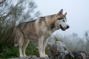 bonito perro gris lobo de raza alaskan malamute