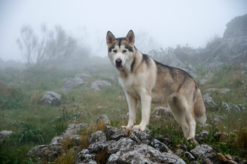 bonito perro gris lobo de raza alaskan malamute