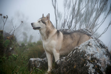 bonito perro gris lobo de raza alaskan malamute