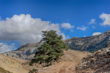 sierra de la Hidalga en el parque natural de la sierra de las Nieves, Málaga	
