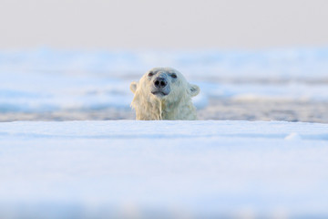 Polar bear on drift ice, Svalbard, Norway.
