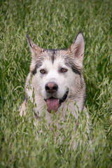 bonito perro gris lobo de raza alaskan malamute