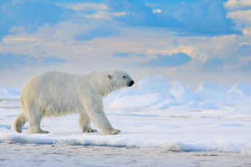 Polar bear on drift ice edge with snow and water in Svalbard sea. White big animal in the nature habitat, Europe. Wildlife scene from nature. Dangerous bear walking on the ice.