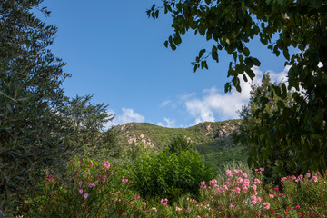 Oleander Mons la trivalle Languedoc France