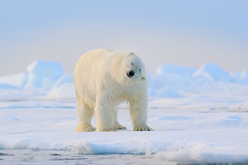 Polar bear on drift ice edge with snow and water in Svalbard sea. White big animal in the nature habitat, Europe. Wildlife scene from nature. Dangerous bear walking on the ice. © ondrejprosicky