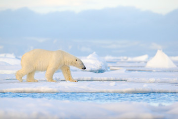Polar bear on drift ice edge with snow and water in Svalbard sea. White big animal in the nature...