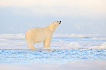 Obraz na płótnie Canvas Polar bear on drift ice edge with snow and water in Svalbard sea. White big animal in the nature habitat, Europe. Wildlife scene from nature. Dangerous bear walking on the ice.