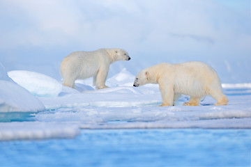 Polar bear on drift ice edge with snow and water in Svalbard sea. White big animal in the nature habitat, Europe. Wildlife scene from nature. Dangerous bear walking on the ice.