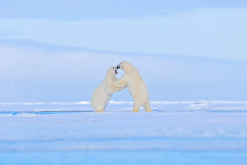 Polar bear dancing fight on the ice. Two bears love on drifting ice with snow, white animals in nature habitat, Svalbard, Norway. Animals playing in snow, Arctic wildlife. Funny image in nature.