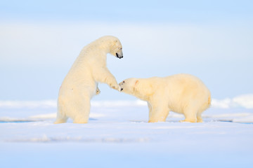 Obraz na płótnie Canvas Polar bear dancing fight on the ice. Two bears love on drifting ice with snow, white animals in nature habitat, Svalbard, Norway. Animals playing in snow, Arctic wildlife. Funny image in nature.