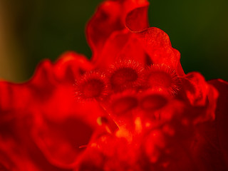 Close Up view to a red Hibiscus 