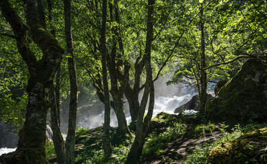 Magnificent view  early midsummer morning in Norway. Hike through the forest to 218 metre high Feigefossen (Feigumfossen) waterfall. Mystical feeling, sun shining through the foliage, river streaming.