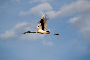 Obraz premium Flying Black Stork