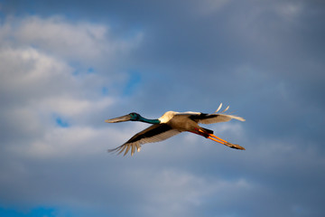 Flying Jabiru