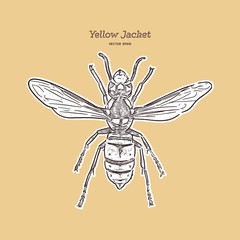 Yellowjacket is about a type of wasp. hand draw sketch vector.