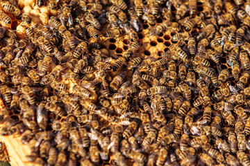 Working bees on honeycomb. Frames of a bee hive. Apiculture