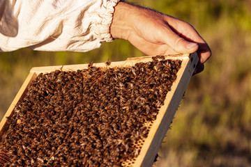 Hand of beekeeper is working with bees and beehives on the apiary. Bees on honeycombs. Frames of a...