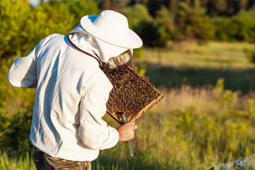 senior apiarist making inspection in apiary in the summertime