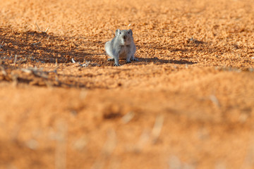 Brants's Whistling Rat (Parotomys brantsii beautiful rat in the habitat. Mouse in the sand with green vegetation, funny image from nature, Kgalagadi desert sand dune in Botswana. Wildlife Africa.