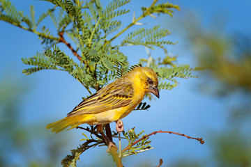 Bird with blue  sky from Africa.  Sunny day on safari in Namibia. Thorny branch wuth bird, pink beak.