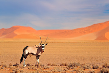 Gemsbok avec dunes de sable orange coucher de soleil du soir. Gemsbuck, Oryx gazella, grande antilope dans l& 39 habitat naturel, Sossusvlei, Namibie. Animaux sauvages dans la savane. Animal avec une grande corne de bois droite.