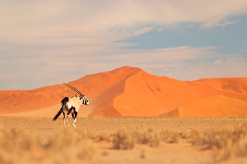 Gemsbok with orange sand dune evening sunset. Gemsbuck, Oryx gazella, large antelope in nature...