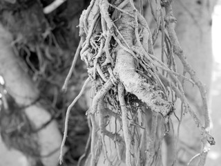 Abstract Black and white root tree background.