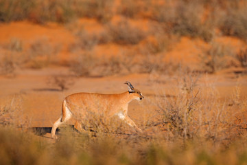 Caracal, African lynx, in red sand desert. Beautiful wild cat in nature habitat, Kgalagadi, Botswana, South Africa. Animal face to face walking on gravel, Felis caracal. Wildlife scene from nature.