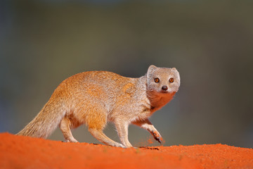 Mongoose in red sand, Kgalagadi, Botswana, Africa. Yellow Mongoose, Cynictis penicillata, sitting in sand with green vegetation. Wildlife from Africa. Cute mammal with long tail.