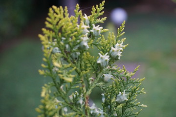 flowers in the garden