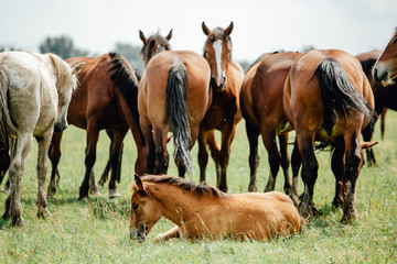 Fototapeta premium Group of young horses on the pasture