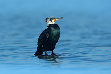 Great Cormorant, Phalacrocorax carbo, sitting in the blue water. Spring on the lake with beutiful bird. Wildlife scene from nature. Cormorant in the river habitat, Germany, Europe.
