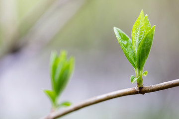Young sprout in springtime, Closeup