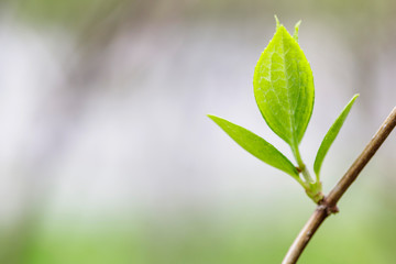 Young sprout in springtime, Closeup