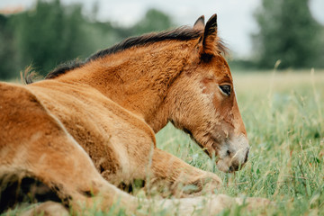Baby foal sleeping in the middle of the afternoon