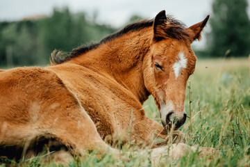 Naklejka na ściany i meble Baby foal sleeping in the middle of the afternoon