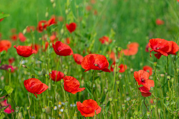 Mohnblumen - ein schöner Kontrast zur grünen Wiese