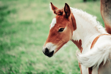 Pinto colored, Brown and white, Icelandic horse mare feeding its young foal in a green field of...