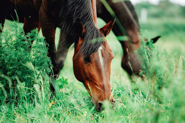 Horse head grazing in a meadow and eating grass in a green field in springtime
