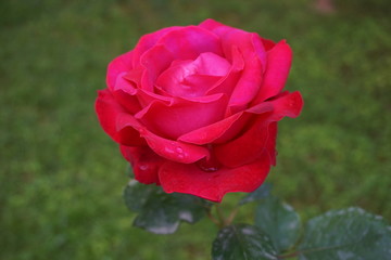 red rose in garden