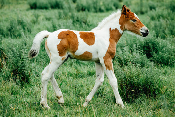Fototapeta na wymiar Pinto colored, Brown and white, Icelandic horse mare feeding its young foal in a green field of tall grass