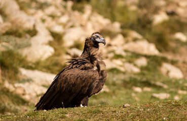 Sir black vulture