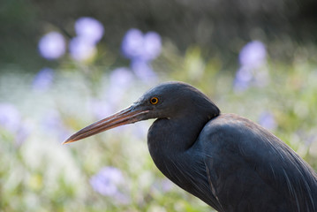Balinese pacific reef-egret.