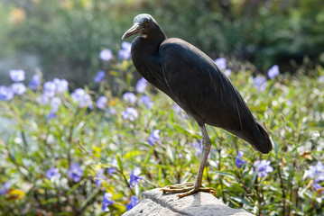 Backlight of pacific reef-egret.