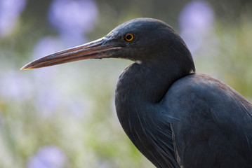 Head of pacific reef-egret.