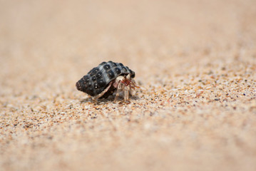 Hermit crab walking.