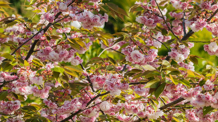 Sprigs with pink sakura flowers